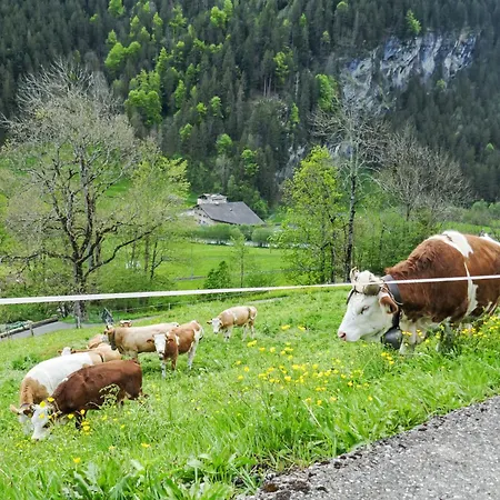 Auf Dem Vogelstein-1 By Interhome * Grindelwald